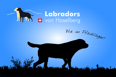 Labradors von Haselberg